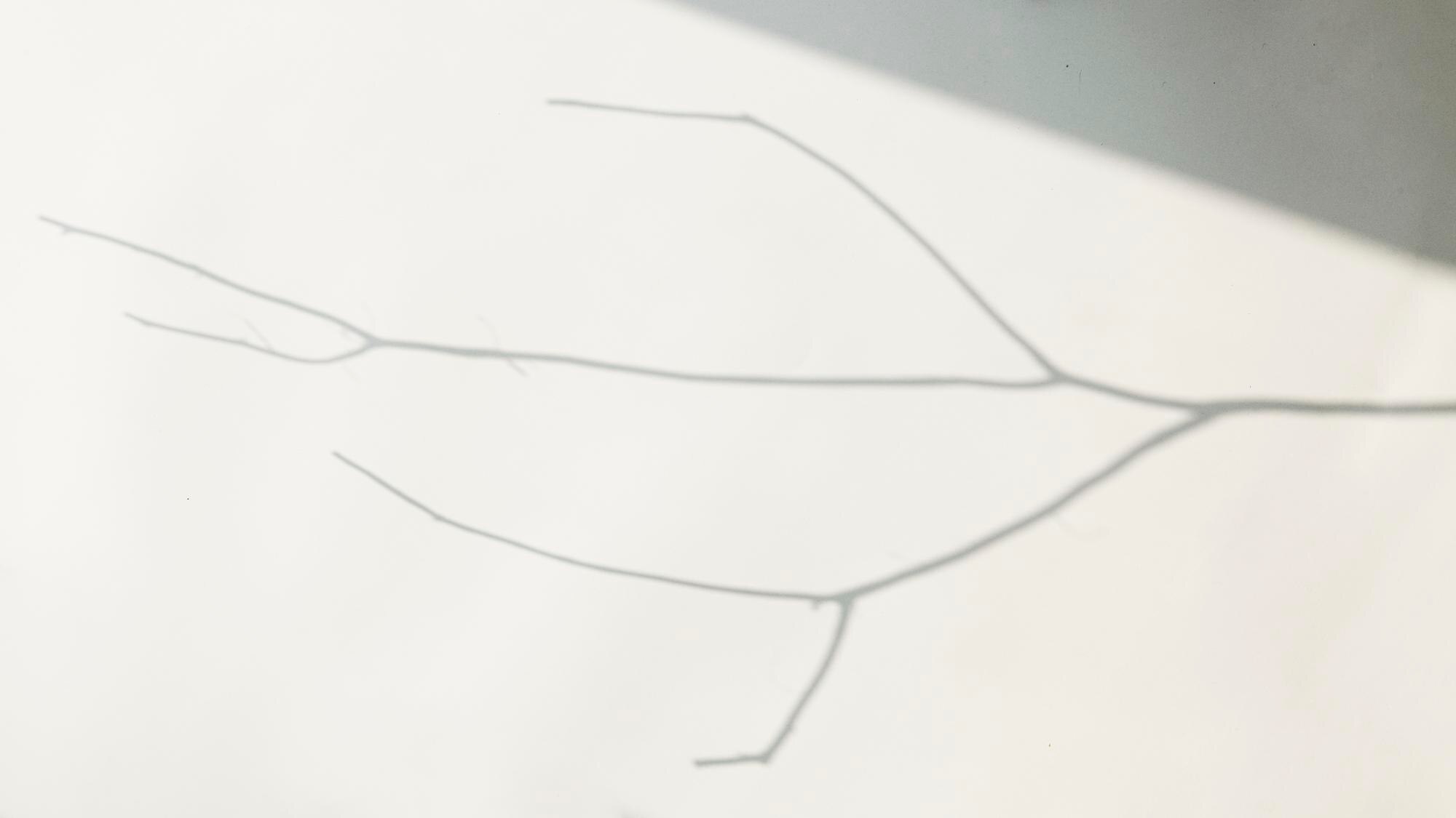 Detalle minimalista